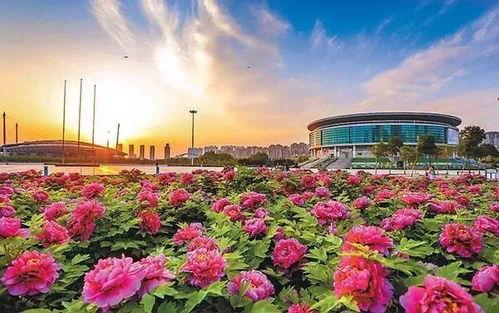 洛阳植物园爆料视频播放  第1张